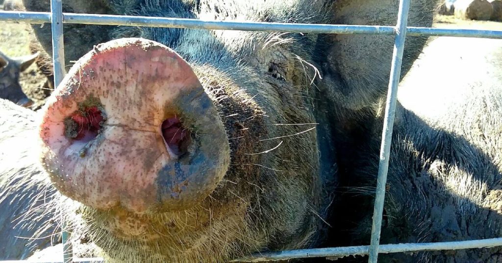 lotfotl-muddy-pig-nose